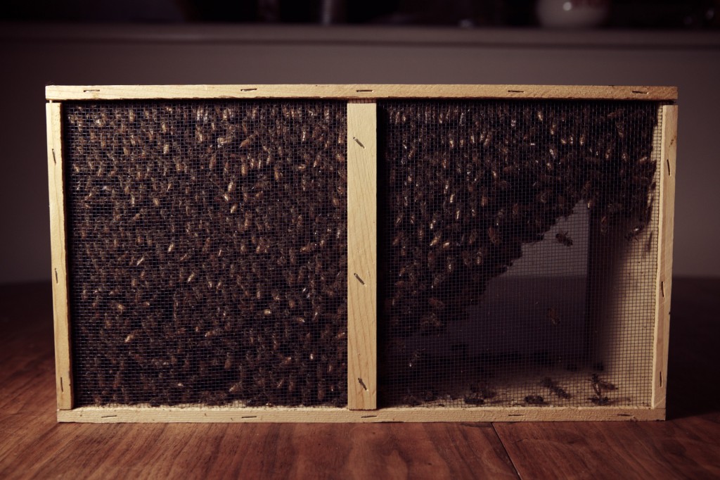 package of bees