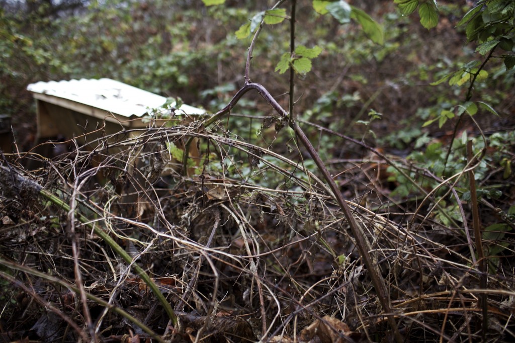 top bar hive and bushes