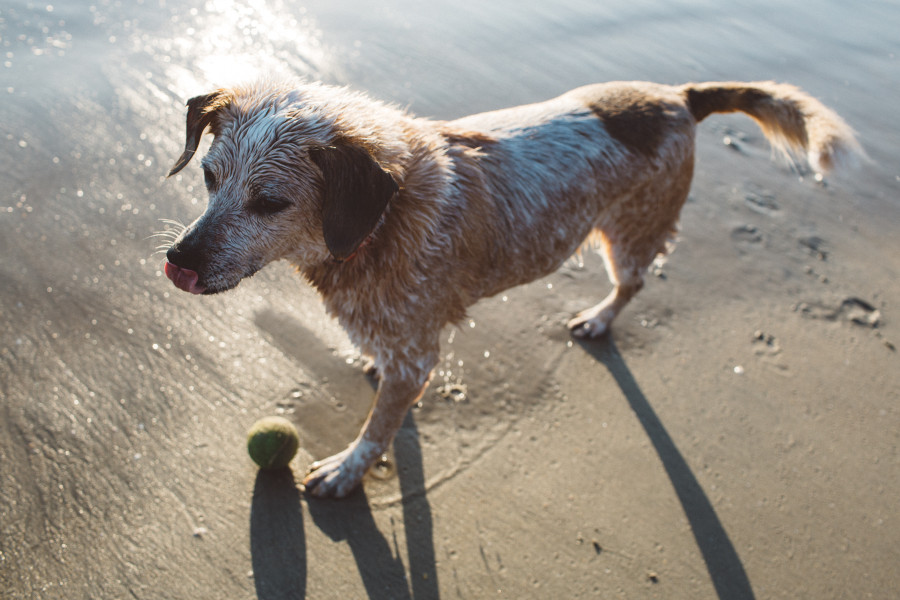 rosie's dog beach